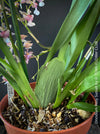 Oncidium Rosy Sunset, pink rose flowering fragrant orchid, organically grown tropical plants for sale at TOMs FLOWer CLUB