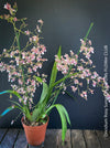 Oncidium Rosy Sunset, pink rose flowering fragrant orchid, organically grown tropical plants for sale at TOMs FLOWer CLUB