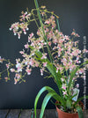 Oncidium Rosy Sunset, pink rose flowering fragrant orchid, organically grown tropical plants for sale at TOMs FLOWer CLUB