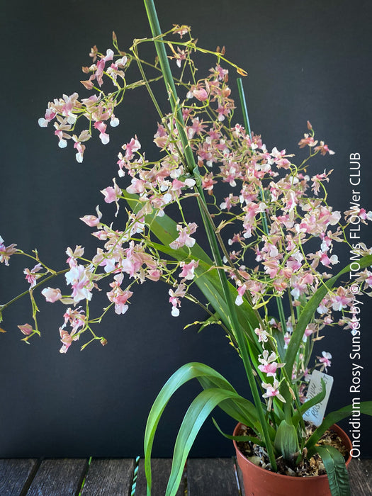 Oncidium Rosy Sunset, pink rose flowering fragrant orchid, organically grown tropical plants for sale at TOMs FLOWer CLUB