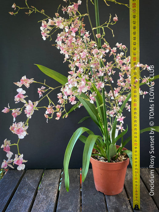 Oncidium Rosy Sunset, pink rose flowering fragrant orchid, organically grown tropical plants for sale at TOMs FLOWer CLUB