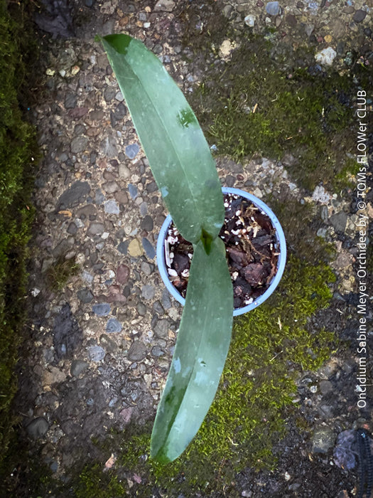 Oncidium Sabine Meyer