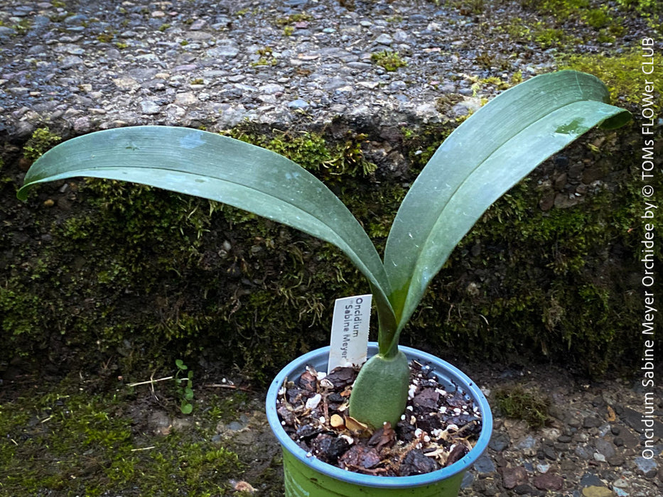 Oncidium Sabine Meyer