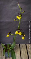 Oncidium Sabine Meyer, black yellow flowering orchid, organically grown tropical plants for sale at TOMs FLOWer CLUB.