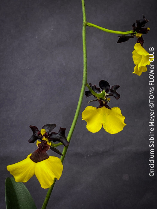Oncidium Sabine Meyer, black yellow flowering orchid, organically grown tropical plants for sale at TOMs FLOWer CLUB.