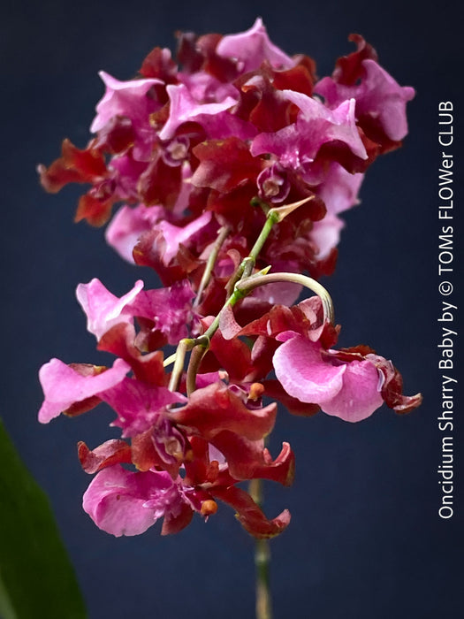 Oncidium Sharry Baby, cherry red burgundy pink flowering fragrant orchid, organically grown tropical plants for sale at TOMs FLOWer CLUB.