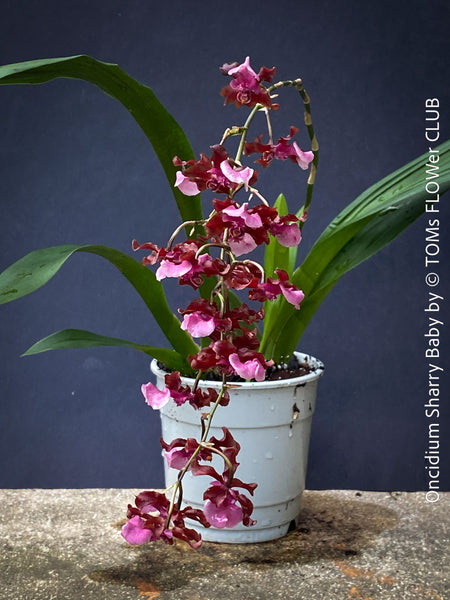 Oncidium Sharry Baby, cherry red burgundy pink flowering fragrant orchid, organically grown tropical plants for sale at TOMs FLOWer CLUB.