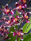 Oncidium Tariflor Lady, dark burgundy flowering fragrant orchid, organically grown tropical plants for sale at TOMs FLOWer CLUB