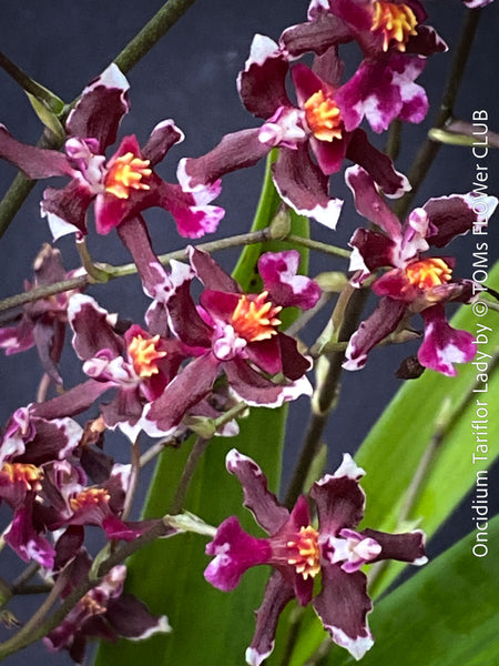 Oncidium Tariflor Lady, dark burgundy flowering fragrant orchid, organically grown tropical plants for sale at TOMs FLOWer CLUB