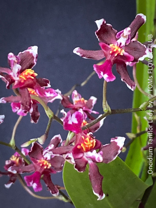 Oncidium Tariflor Lady, dark burgundy flowering fragrant orchid, organically grown tropical plants for sale at TOMs FLOWer CLUB