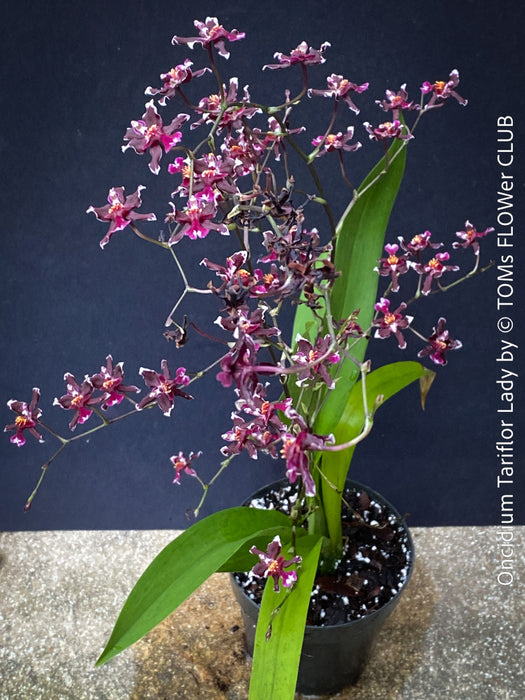 Oncidium Tariflor Lady, dark burgundy flowering fragrant orchid, organically grown tropical plants for sale at TOMs FLOWer CLUB