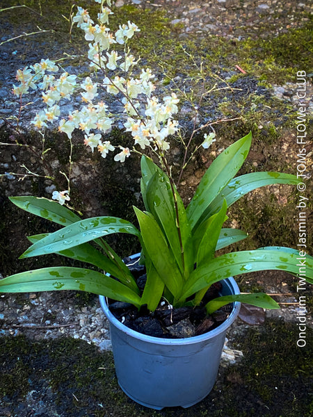 Oncidium Twinkle Jasmin, white yellow flowering fragrant orchid, organically grown tropical plants for sale at TOMs FLOWer CLUB