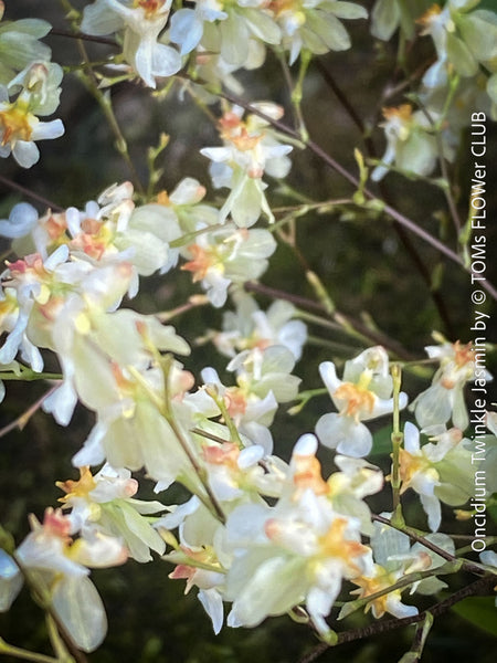 Oncidium Tariflor Lady, dark burgundy flowering fragrant orchid, organically grown tropical plants for sale at TOMs FLOWer CLUB