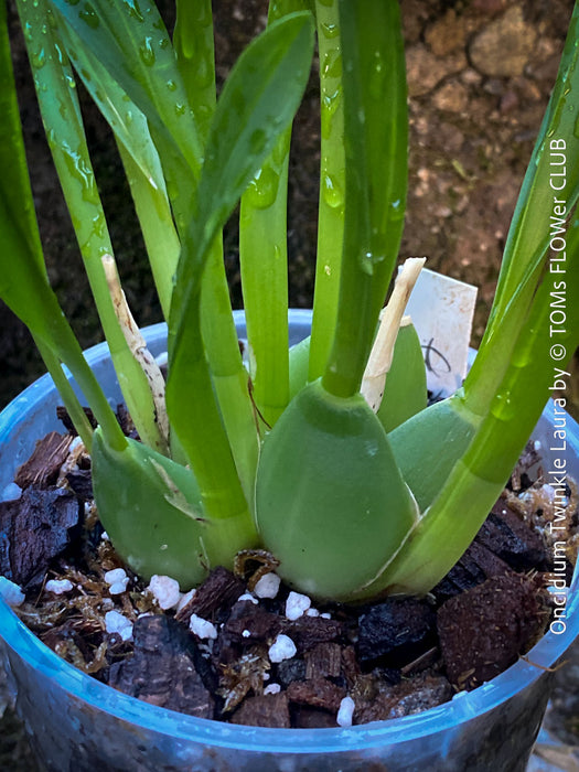Oncidium Twinkle Laura, yellow orange flowering fragrant orchid, organically grown tropical plants for sale at TOMs FLOWer CLUB