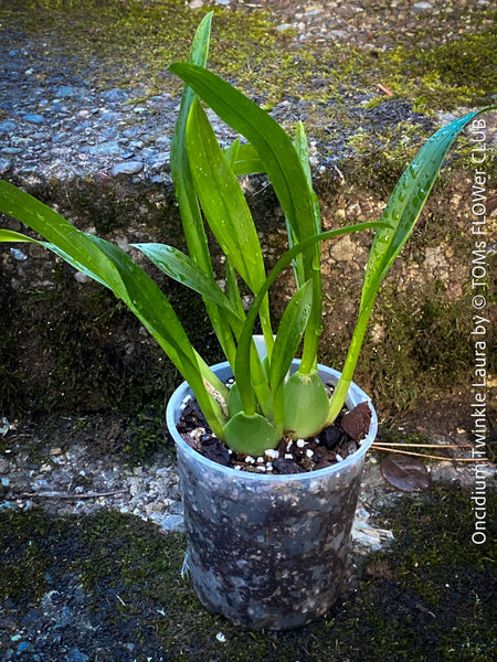 Oncidium Twinkle Laura, yellow orange flowering fragrant orchid, organically grown tropical plants for sale at TOMs FLOWer CLUB