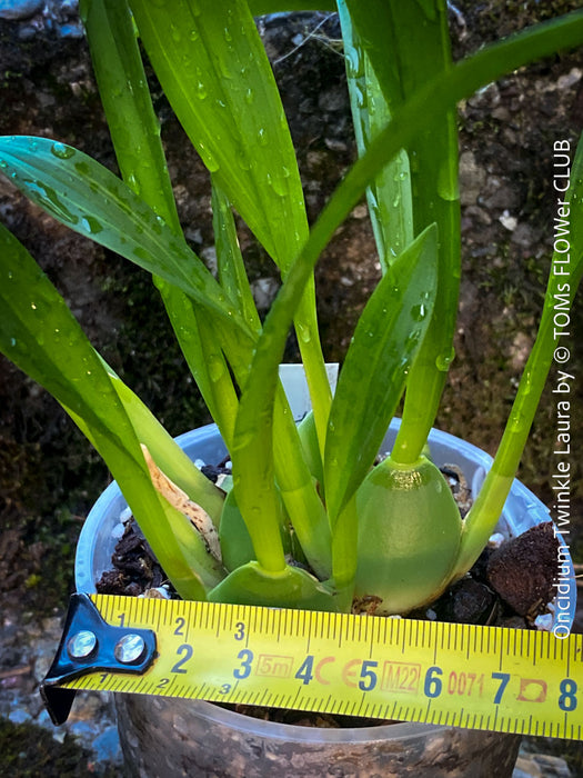 Oncidium Twinkle Laura, yellow orange flowering fragrant orchid, organically grown tropical plants for sale at TOMs FLOWer CLUB