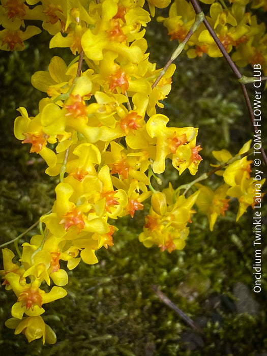 Flower detail of Oncidium Twinkle Laura, yellow orange flowering fragrant orchid, organically grown tropical plants for sale at TOMs FLOWer CLUB