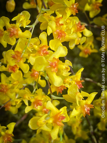 Flower detail of Oncidium Twinkle Laura, yellow orange flowering fragrant orchid, organically grown tropical plants for sale at TOMs FLOWer CLUB