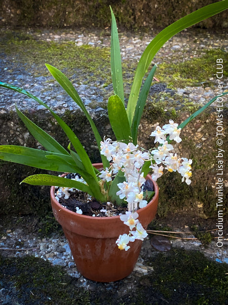 Oncidium Twinkle Lisa, light pink rose yellow orange flowering fragrant orchid, organically grown tropical plants for sale at TOMs FLOWer CLUB