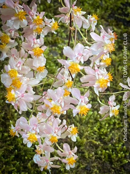 Flower detail of Oncidium Twinkle Jasmin, white yellow flowering fragrant orchid, organically grown tropical plants for sale at TOMs FLOWer CLUB