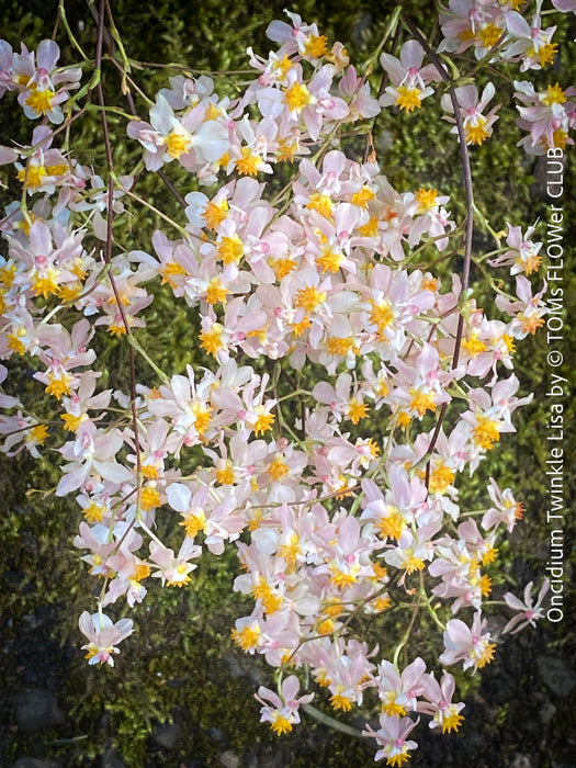 Flower detail of Oncidium Twinkle Lisa, light pink rose yellow orange flowering fragrant orchid, organically grown tropical plants for sale at TOMs FLOWer CLUB