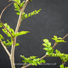 Organically grown Operculicarya decaryi from TOMs FLOWer CLUB collection