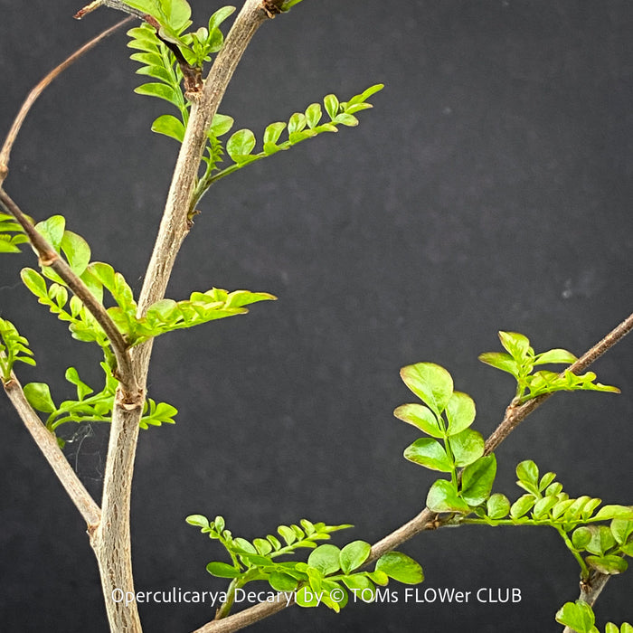 Organically grown Operculicarya decaryi from TOMs FLOWer CLUB collection