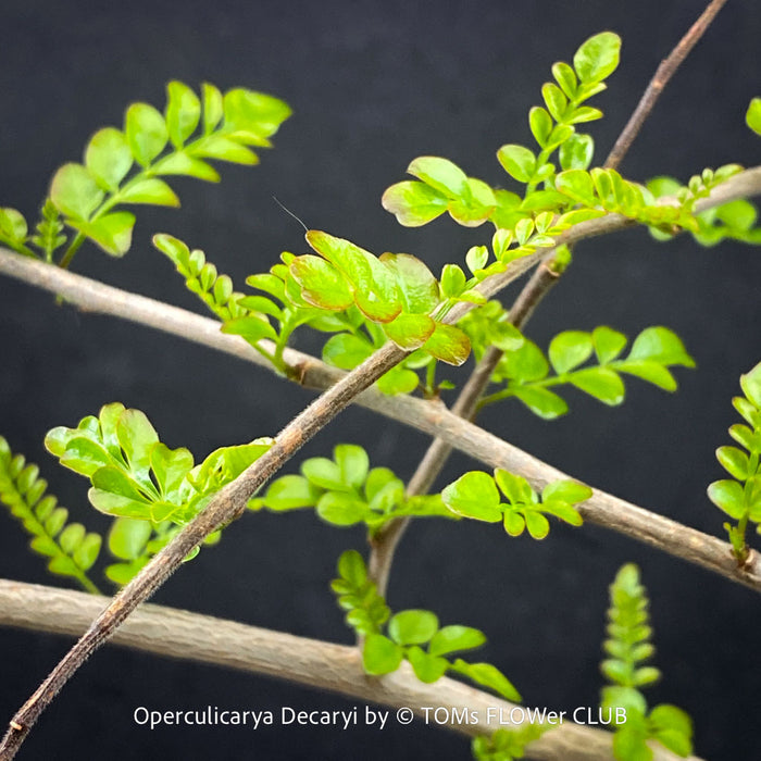 Leaf detail of Organically grown Operculicarya decaryi from TOMs FLOWer CLUB collection