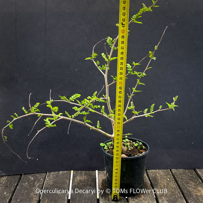 Mature plant Operculicarya decaryi from TOMs FLOWer CLUB collection