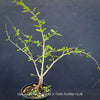 Operculicarya decaryi collector plant with developing caudex at TOMs FLOWer CLUB