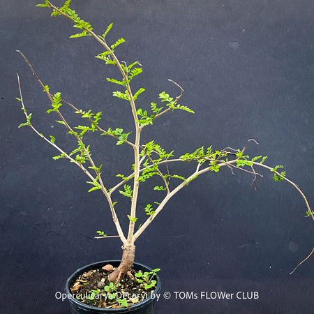 Operculicarya decaryi collector plant with developing caudex at TOMs FLOWer CLUB