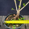 Caudex of organically grown Operculicarya decaryi from TOMs FLOWer CLUB collection