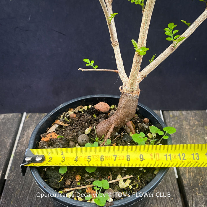 Operculicarya Decaryi | organically grown Madagascar plants