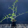 Organically grown collector's plant Operculicarya decaryi from TOMs FLOWer CLUB collection