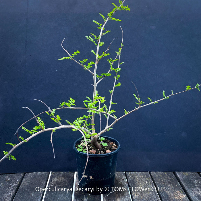 Organically grown collector's plant Operculicarya decaryi from TOMs FLOWer CLUB collection