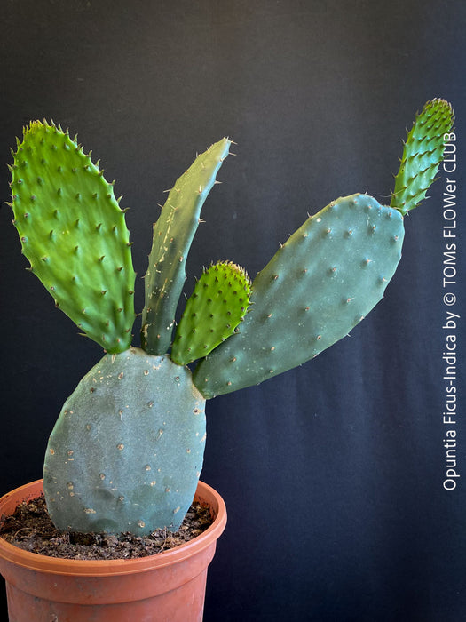 Opuntia Ficus-Indica, Winter hardy opuntia, winterharte Sukkulenten, winterhart, Sukkulentengarten, Feigenkaktus, organically grown succulent plants for sale at TOMs FLOWer CLUB.