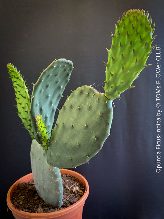 Opuntia Ficus-Indica, Winter hardy opuntia, winterharte Sukkulenten, winterhart, Sukkulentengarten, Feigenkaktus, organically grown succulent plants for sale at TOMs FLOWer CLUB.