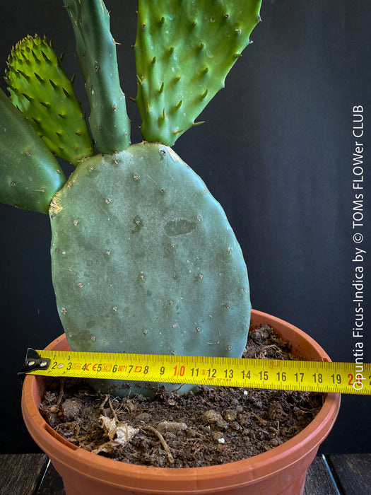 Opuntia Ficus-Indica, Winter hardy opuntia, winterharte Sukkulenten, winterhart, Sukkulentengarten, Feigenkaktus, organically grown succulent plants for sale at TOMs FLOWer CLUB.