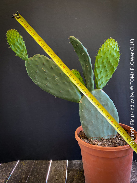 Opuntia Ficus-Indica, Winter hardy opuntia, winterharte Sukkulenten, winterhart, Sukkulentengarten, Feigenkaktus, organically grown succulent plants for sale at TOMs FLOWer CLUB.