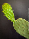 Opuntia Ficus-Indica, Winter hardy opuntia, winterharte Sukkulenten, winterhart, Sukkulentengarten, Feigenkaktus, organically grown succulent plants for sale at TOMs FLOWer CLUB.