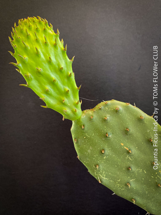 Opuntia Ficus-Indica, Winter hardy opuntia, winterharte Sukkulenten, winterhart, Sukkulentengarten, Feigenkaktus, organically grown succulent plants for sale at TOMs FLOWer CLUB.