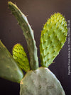Opuntia Ficus-Indica, Winter hardy opuntia, winterharte Sukkulenten, winterhart, Sukkulentengarten, Feigenkaktus, organically grown succulent plants for sale at TOMs FLOWer CLUB.