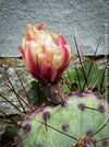 Flowering Opuntia Gosseliniana Santa Rita, organically grown hardy succulent plants and cactus for sale at TOMs FLOWer CLUB.