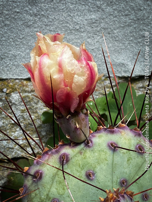 Flowering Opuntia Gosseliniana Santa Rita, organically grown hardy succulent plants and cactus for sale at TOMs FLOWer CLUB.