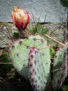 Blossom of Opuntia Gosseliniana Santa Rita, organically grown hardy succulent plants and cactus for sale at TOMs FLOWer CLUB.