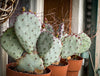 Opuntia Quitensis, organically grown succulent plants and cactus for sale at TOMs FLOWer CLUB.