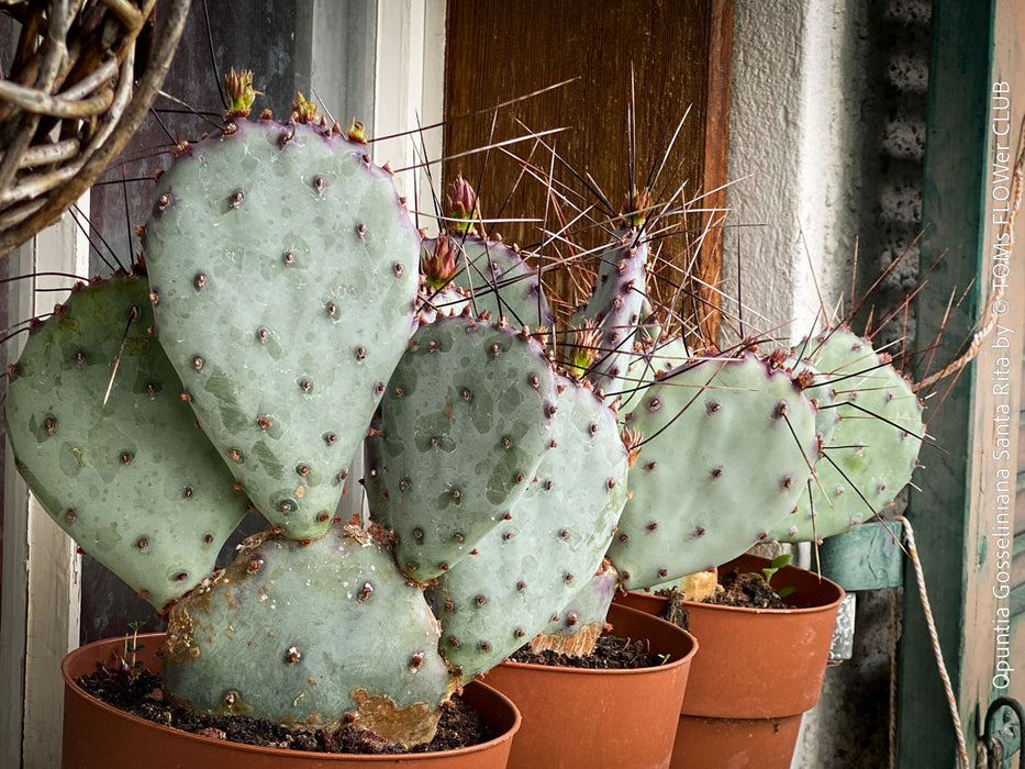 Opuntia Quitensis, organically grown succulent plants and cactus for sale at TOMs FLOWer CLUB.