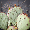 Opuntia Gosseliniana Santa Rita, organically grown hardy succulent plants and cactus for sale at TOMs FLOWer CLUB.