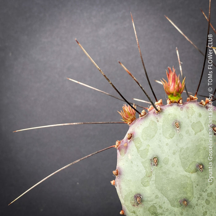 Opuntia Gosseliniana Santa Rita, organically grown hardy succulent plants and cactus for sale at TOMs FLOWer CLUB.