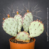 Opuntia Gosseliniana Santa Rita, organically grown hardy succulent plants and cactus for sale at TOMs FLOWer CLUB.